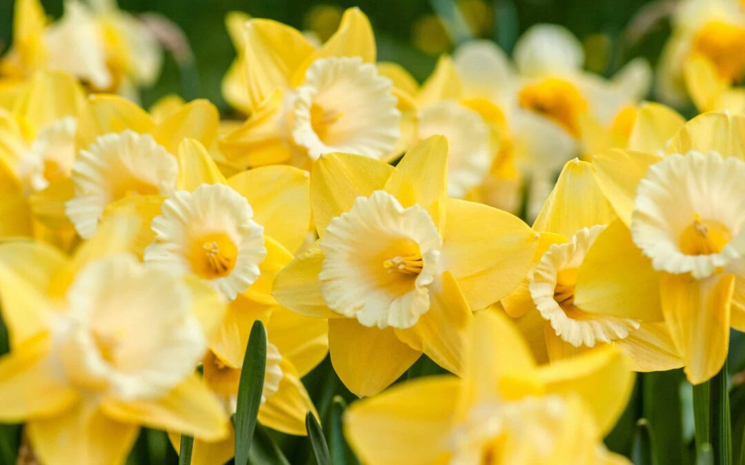 Spring into action: Why spring is the perfect time to start your concrete projects